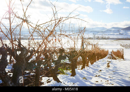 La Rioja, Spanien. 10/1/18 Weinberge in der Nähe von Cannes, La Rioja, Spanien, nach Schneefall. Rioja Sierra de la Demanda Bergkette im Hintergrund. Stockfoto