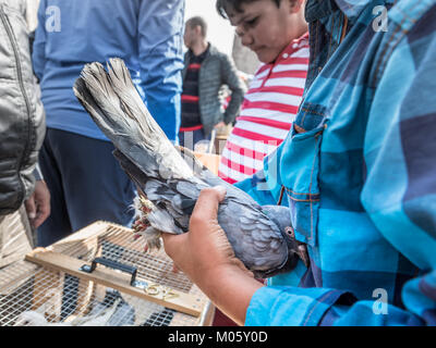 Kunden sieht bei live Tauben in einem Käfig für Verkauf am Pigeon Basar in Istanbul, Türkei, 15. Oktober 2017 beibehalten Stockfoto