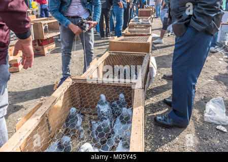 Kunden sieht bei live Tauben in einem Käfig für Verkauf am Pigeon Basar in Istanbul, Türkei, 15. Oktober 2017 beibehalten Stockfoto