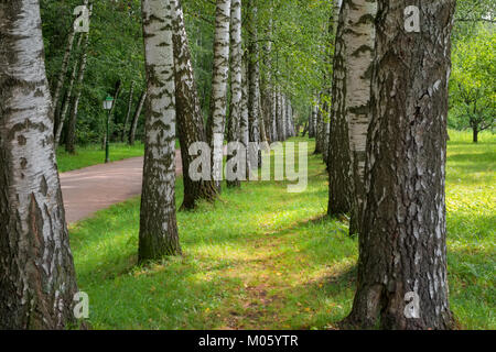 Schöne Allee von Birken im frühen Herbst in den Immobilien von Leo Tolstoi in Jasnaja Poljana, Region Tula, Russland. Sie führt vom Tor der esta Stockfoto