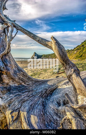 Patrick's Point State Park befindet sich auf einem üppig bewaldete Landzunge neben den Pazifischen Ozean. Stockfoto