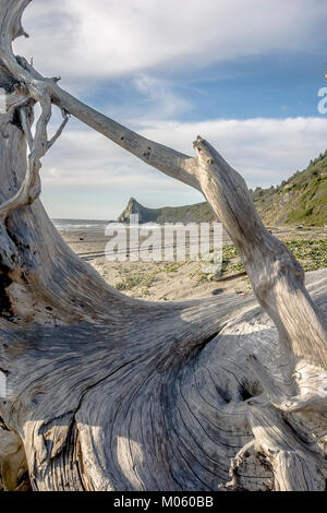 Patrick's Point State Park befindet sich auf einem üppig bewaldete Landzunge neben den Pazifischen Ozean. Stockfoto