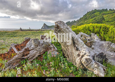 Patrick's Point State Park befindet sich auf einem üppig bewaldete Landzunge neben den Pazifischen Ozean. Stockfoto