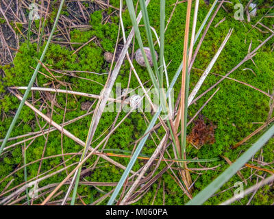 High Angle Shot Aussaat einige twisted Moss in der Nähe von Sanddünen in der niederländischen Provinz Zeeland gesehen Stockfoto