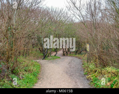 Küstenwald Landschaft mit knaggy Bäume in der Nähe von Domburg, Zeeland, eine Provinz in den Niederlanden im Winter Stockfoto