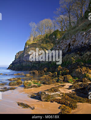 Strand mit Felsen und Klippen auf Barafundle trre gesäumten Bucht an der Küste von Pembrokeshire, Wales Stockfoto