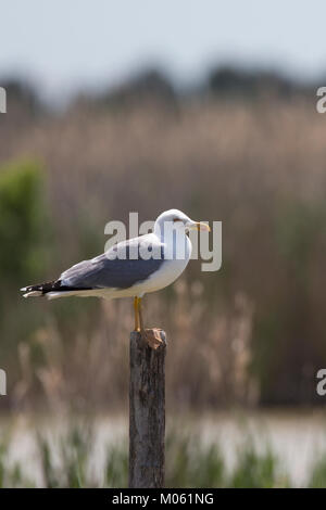 Mittelmeermöwe, Mittelmeer-Möwe, Möwe, Möwen, Mittelmeermöve, Larus michahellis, Yellow-legged Gull, Möwe, Möwen, (Weißkopfmöwe, Larus cachinnans) Stockfoto