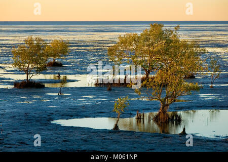 Grau Mangroven (Avicennia marina) Karumba, North Queensland, Australien. Grau Mangroven besiedeln das Wattenmeer der Golf von Carpentaria. Stockfoto