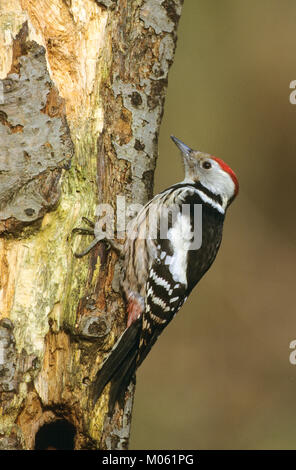 Mittelspecht, Sucht eine Morschem Baumstamm Nach noch, Mittel-Specht, Specht, Leiopicus Medius, Dendrocopos Medius, Picoides Medius, mittlerer gefleckte w Stockfoto