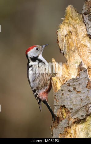 Mittelspecht, Sucht eine Morschem Baumstamm Nach noch, Mittel-Specht, Specht, Leiopicus Medius, Dendrocopos Medius, Picoides Medius, mittlerer gefleckte w Stockfoto