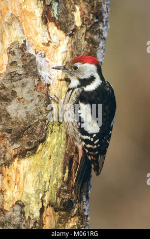 Mittelspecht, sucht ein Morschem Baumstamm / Nahrung, Vogelfütterung: Fettfutter in Ritzen verteilt, Mittel-Specht, Specht, Leiopicus medius, Dendro Stockfoto