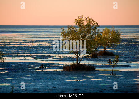 Grau Mangroven (Avicennia marina) Karumba, North Queensland, Australien. Grau Mangroven besiedeln das Wattenmeer der Golf von Carpentaria. Stockfoto