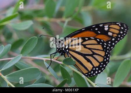 Monarchfalter, Monarch-Falter, Amerikanischer Monarch, Monarch, Danaus plexippus Monarch butterfly, Wanderfalter, Wanderer, milkweed Butterfly Stockfoto