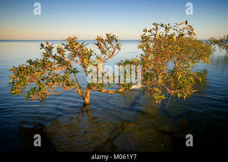 Grau Mangroven (Avicennia marina) Karumba, North Queensland, Australien. Grau Mangroven besiedeln das Wattenmeer der Golf von Carpentaria. Stockfoto