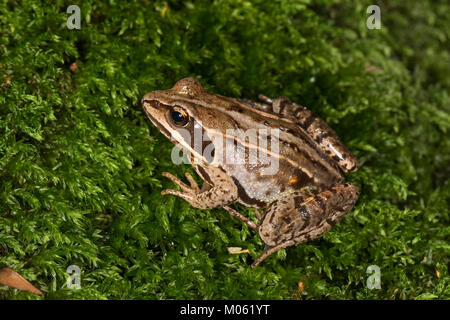 Moorfrosch, Moor-Frosch, Frosch, Rana arvalis, Moorfrosch Stockfoto