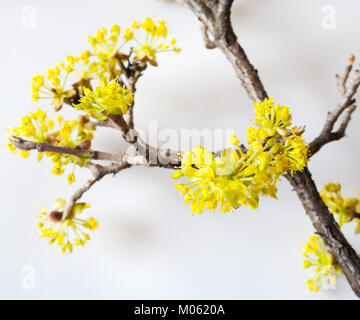 Gelber Carneol Kirsche, Europäischen cornel oder hartriegel-blühenden Baum im Frühling Garten Stockfoto