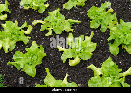 Kopfsalat (Lactuca sativa) ist eine einjährige Pflanze aus der Familie der Asteraceae, und in der Regel als Blattgemüse für Verwendung in Salaten gewachsen. Stockfoto