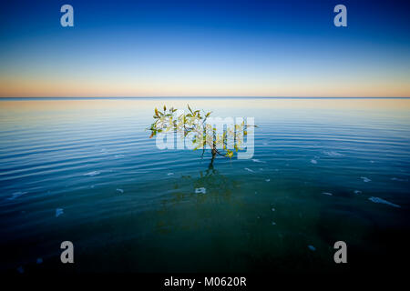 Grau Mangroven (Avicennia marina) Karumba, North Queensland, Australien. Grau Mangroven besiedeln das Wattenmeer der Golf von Carpentaria. Stockfoto