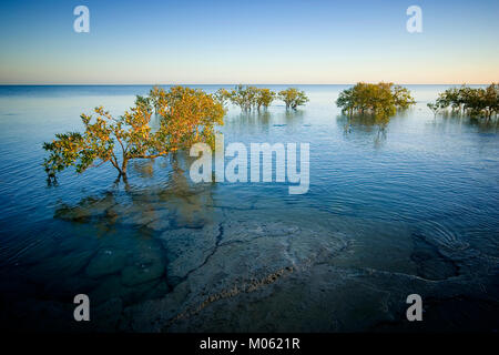 Grau Mangroven (Avicennia marina) Karumba, North Queensland, Australien. Grau Mangroven besiedeln das Wattenmeer der Golf von Carpentaria. Stockfoto