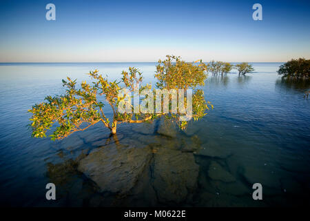 Grau Mangroven (Avicennia marina) Karumba, North Queensland, Australien. Grau Mangroven besiedeln das Wattenmeer der Golf von Carpentaria. Stockfoto