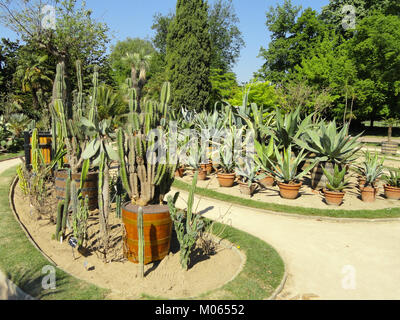 Cactus Sammlung - Jardin botanique de Lyon - DSC 05318 Stockfoto