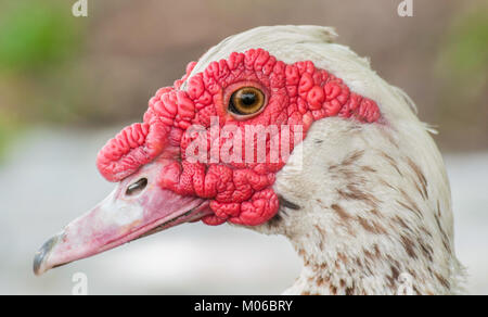 Der Kopf der Cairina moschata momelanotus, einer Entenart, veranschaulicht anatomische Merkmale und ist in einer zoologischen Sammlung erhalten. Stockfoto