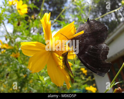 Schmetterling und Heuschrecken in einem natürlichen Lebensraum veranschaulichen die Vielfalt von Insekten, Interaktionen und die kontrastierende Färbung innerhalb eines Ökosystems. Stockfoto