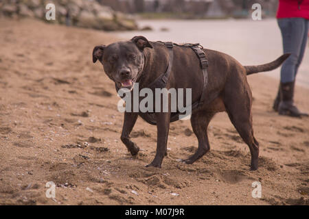Pitbull dog walking Sandstrand Stockfoto