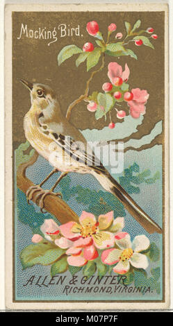 Mockingbird, von den Vögeln von Amerika Serie (N4) für Allen & Ginter Zigaretten Marken MET DP 828741 Stockfoto