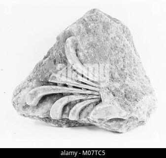 Marble Architectural Fragment mit palmette vom Tempel der Artemis in Sardes MET 115682 Stockfoto