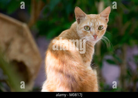 Indische cat Stockfoto