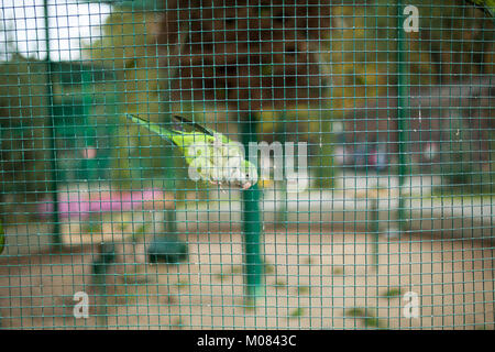 Kleiner grüner Papagei in einem Käfig im Zoo Stockfoto
