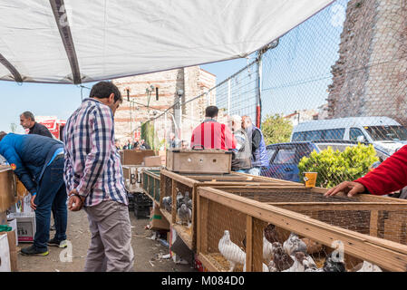 Kunden sieht bei live Tauben in einem Käfig für Verkauf am Pigeon Basar in Istanbul, Türkei, 15. Oktober 2017 beibehalten Stockfoto