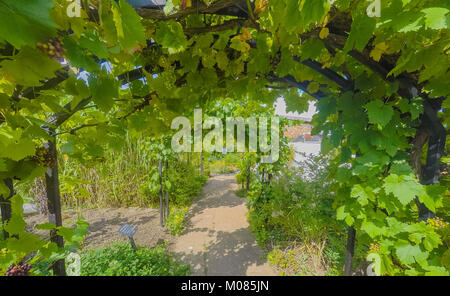 Gewächshaus Ryton organischen Gärten nr. Coventry midlands England Stockfoto