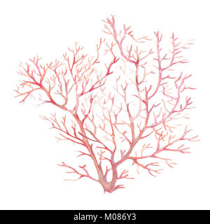 Aquarell Bild von Korallen auf einem weißen Hintergrund. Helle Abbildung: handgefertigt. Isolierte Zeichnung eines von Hand bemalt. Stockfoto