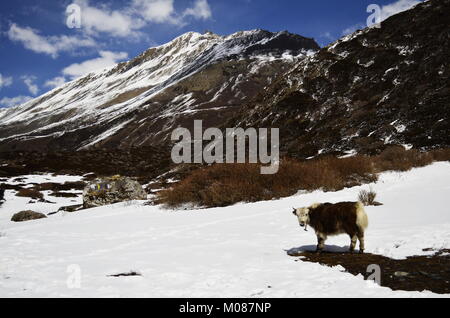Yaks im nepalesischen Himalaya Stockfoto