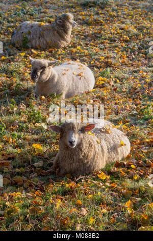 Cotswold Löwe Schafe saß unter Herbstlaub in der frostigen frühen Morgensonne. Cotswolds, England Stockfoto