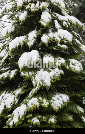 Cupressus x leylandii. Leyland Zypresse/Leylandii Baum im Schnee. Cotswolds, Gloucestershire, England Stockfoto