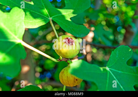 Grüne Feigen Früchte auf Äste mit grünen Blätter Stockfoto