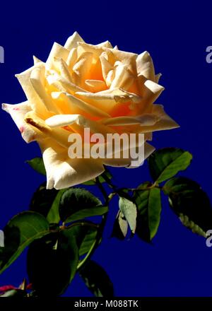 Makro Nahaufnahme der schöne Rose - Rosa mit Blumen Blüten in einem Bungalow mit Garten in Matale, Sri Lanka Stockfoto