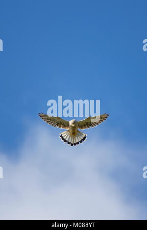 Männlichen Turmfalken (Falco tinnunculus) schwebt vor blauem Himmel Stockfoto