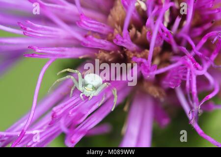 White crab Spider, Misumena vatia, und Sumpf Distel, Cirsium palustre Stockfoto