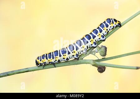 Kopfsalat shark Motte Caterpillar, Cucullia lactucae Stockfoto