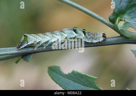 Punkt Melanchra persicariae Falter Caterpillar, Stockfoto