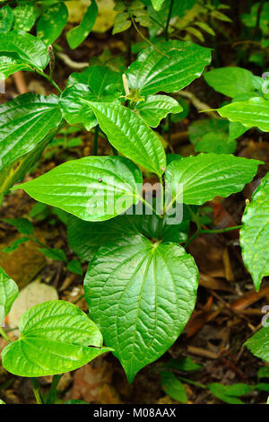 Curry bush (Murraya koenigii) Werk in Fort Canning Park in Singapur. Stockfoto