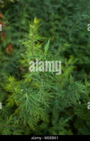 Artemisia vulgaris Stockfoto