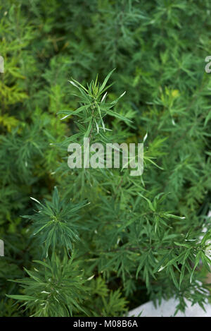 Artemisia vulgaris Stockfoto