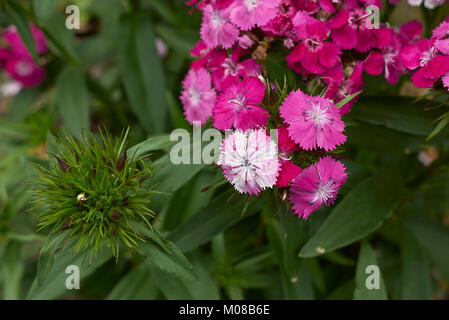 Dianthus barbatus Stockfoto