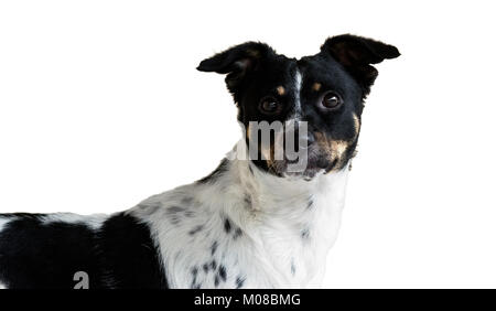 Süße schwarze und weisse Hund, weißem Hintergrund ausschneiden, direkt an der Kamera auf der Suche Stockfoto
