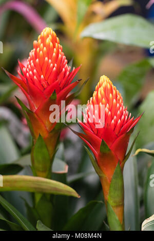 Guzmania Conifera. Guzmania ist eine Gattung von über 120 Arten von Blütenpflanzen in der Familie Bromeliaceae. Stockfoto